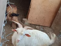 बकरियाँ (लॉट, लिंग निर्दिष्ट नहीं), बकरियाँ — फ़ोटो 3