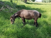 母马, Horses — 照片 3
