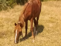 Caballo, Caballos — foto 2
