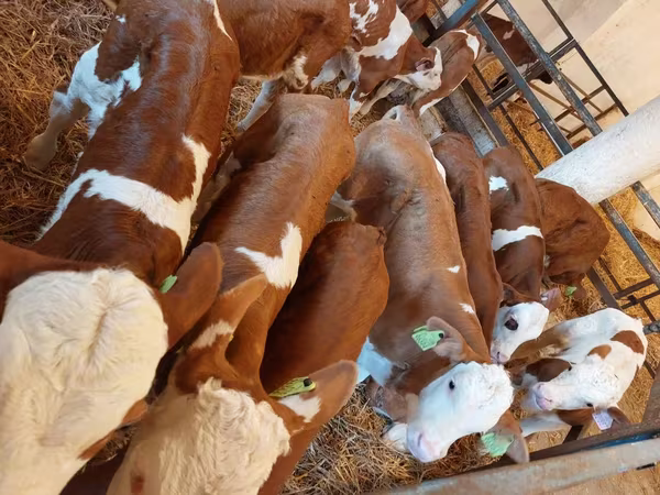 Бұқа, Simmental cattle