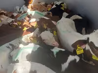 ثور, Simmental cattle — الصورة 2
