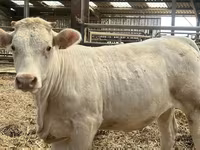 母牛, Charolais cattle — 照片 1