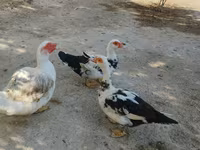pato criollo doméstico — foto 4