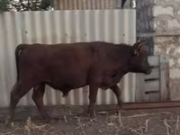 Toro, Aberdeen-Angus — foto 2