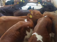 Bulle, Simmental cattle — Foto 1