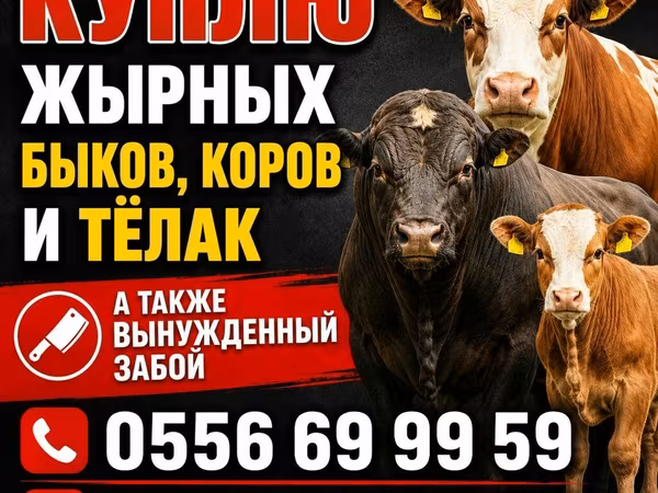 Toro, Ganado vacuno