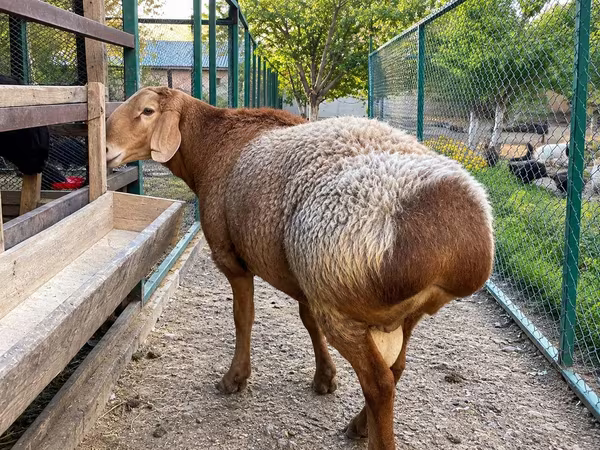 मेढ़ा, Arashan sheep