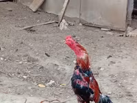 Chickens — Foto 1