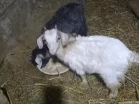 Cabra, Cabras — foto 2
