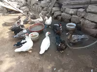 Ducks — Foto 1