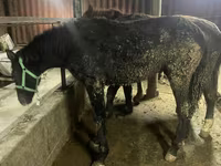 公马, Yakutian horse — 照片 1