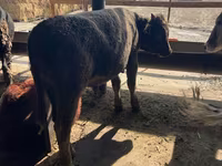 Toro, Ganado vacuno — foto 3