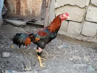 Chickens — photo 5