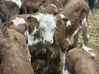 Rinder (Partie, Geschlecht nicht angegeben), Russian Black pied cattle — Foto 6