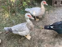 Ducks — फ़ोटो 2