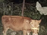 母牛, Cattle — 照片 3