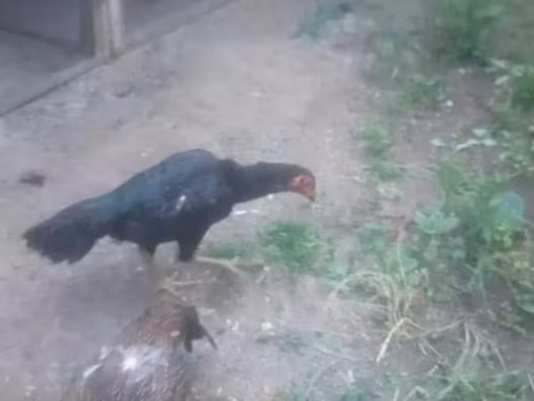 Chickens