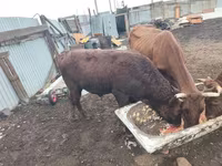 Bull, Cattle — photo 5