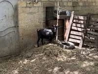 Коза, Murcia-Granada goats — фото 5