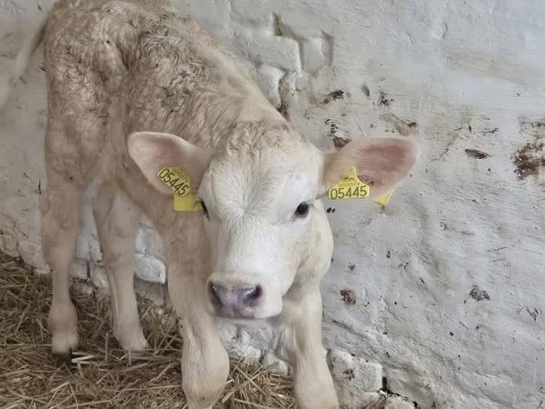 Vaca, Ganado vacuno