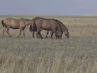 Кобила, Mugalzhar horse — фото 7
