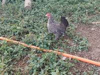 Chickens — फ़ोटो 6