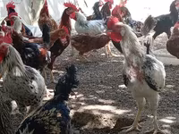 Chickens — foto 2