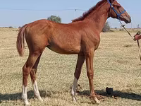 Hengst, Thoroughbred horse — Foto 4