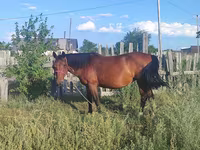 Madyan, Atlar — foto 3