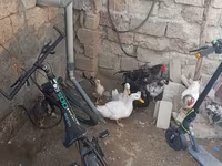 Chickens — फ़ोटो 3