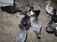 Ducks — foto 3