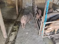 公猪, Дюрок — 照片 3