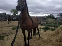 Caballo, Standardbred — foto 6