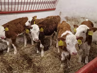 ВРХ (партія, стать не вказано), Simmental cattle — фото 2