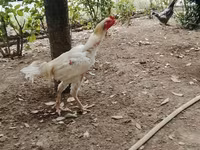 Chickens — 2-сурет