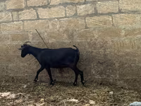 Коза, Murcia-Granada goats — фото 2