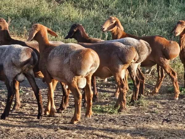 公羊, Hissar sheep