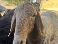 Қой, Arashan sheep — 5-сурет