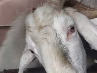 Ziegenbock, Nubian Goat — Foto 3