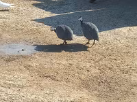 Цесарки — фото 3