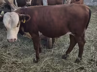 公牛, Cattle — 照片 2
