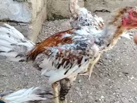Chickens — الصورة 3