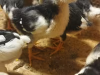 Chickens — foto 3
