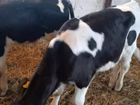 Bulle, Russian Black pied cattle — Foto 4