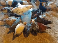 Chickens — الصورة 3