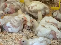 Chickens — Foto 3