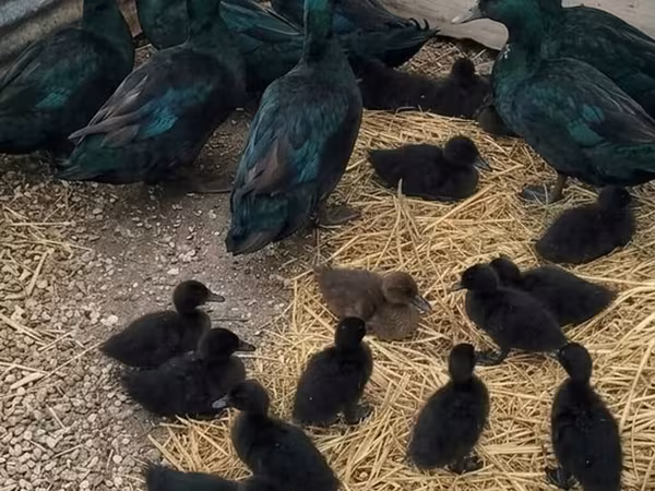 Ducks