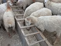 绵羊（批次，未指定性别）, Sheep — 照片 4