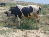 ثور, الماشية — الصورة 7
