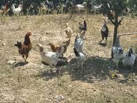 Chickens — foto 3